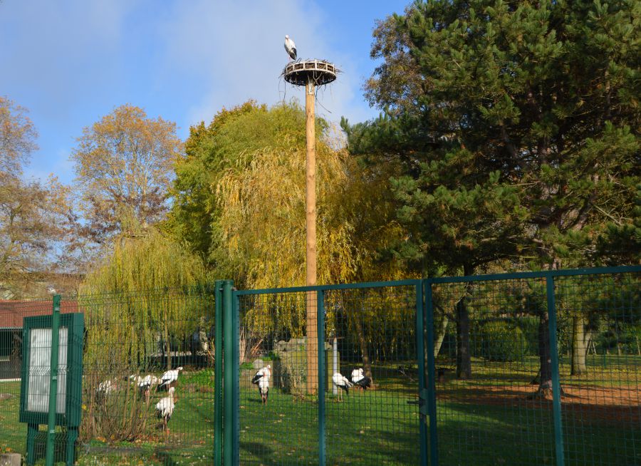 Photo du parc à cigognes à Cernay dans le Bas-Rhin en Alsace