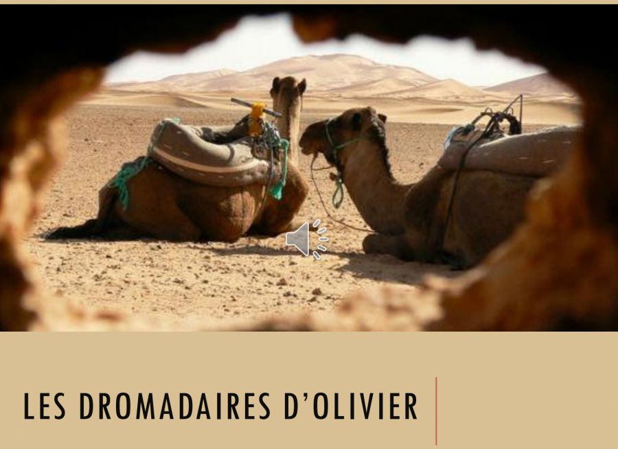 Affiche pour Les Dromadaires d'Olivier, balades à dos de dromadaire à Thenailles dans l'Aisne