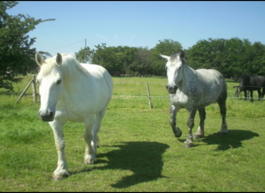 Photo de chevaux percherons aux Ecuries des Landes à Senonches dans l'Eure-et-Loire