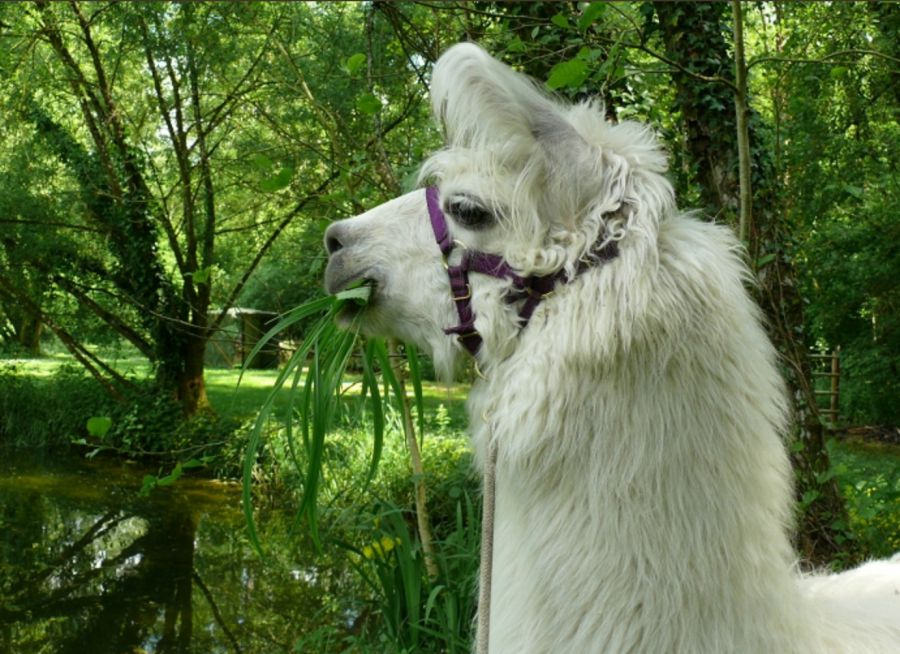 Photo d'un lama des Lamas d'Eclimont, balades à Abbéville-la-Rivière dans l'Essonne