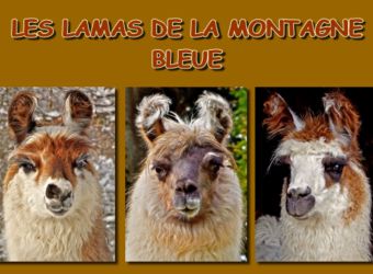 Photo LES LAMAS DE LA MONTAGNE BLEUE