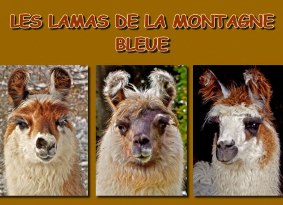 Photo de trois lamas et logo des Lamas de la Montagne Bleue, élevage à la Ferme du Horniof à Kiffis dans le Haut-Rhin en Alsace