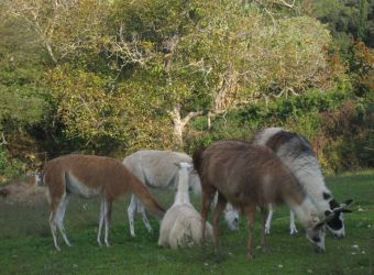 Photo LES LAMAS DU BARROUX