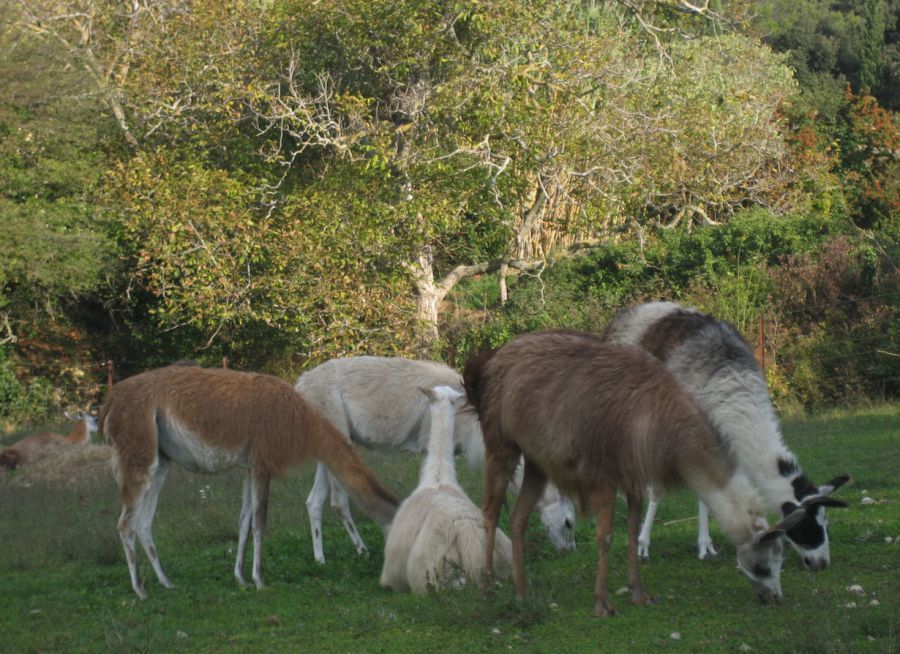 Photo de lamas de l'élevage Les Lamas du Barroux dans le Vaucluse