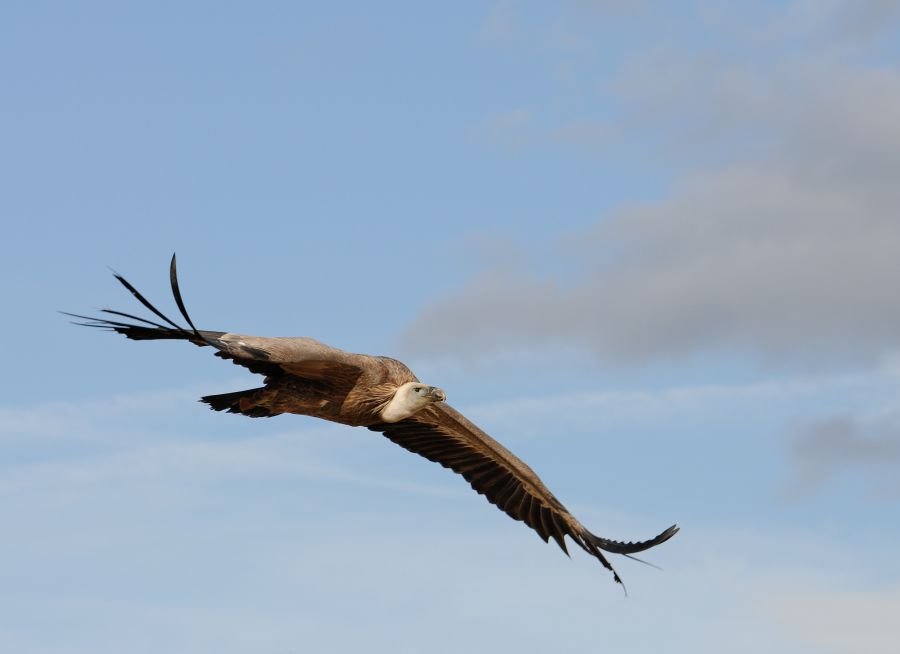  Photo d'un vautour fauve en vol par Thomas PIERRE