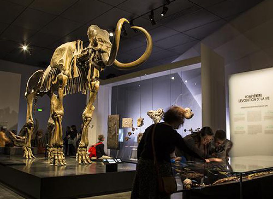 Photo d'un squelette de mammouth au Musée des Confluences de Lyon dans le Rhône