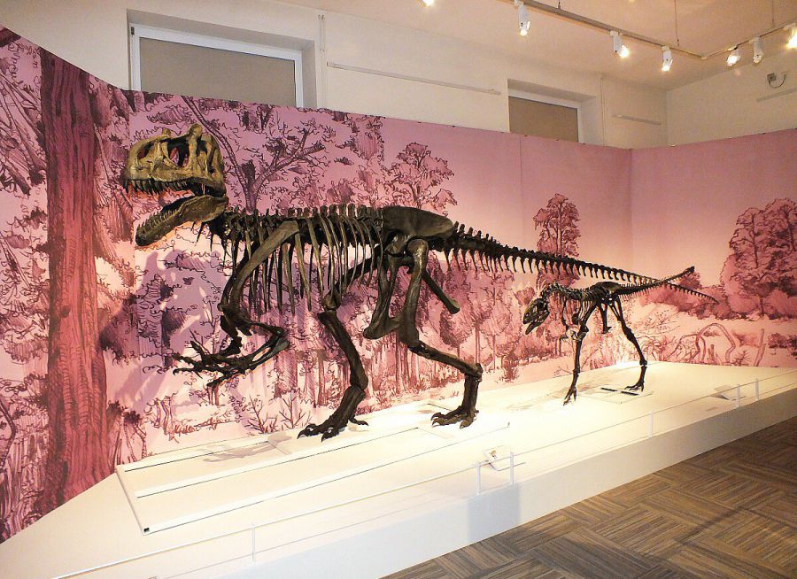 Photo d'un squelette de dinosaure au Musée Vert, musée d'histoire naturelle et paléontologie au Mans dans la Sarthe