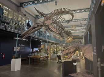 Photo MUSEE D'HISTOIRE NATURELLE DE LILLE