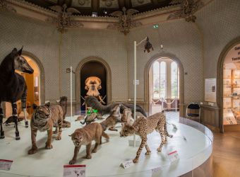 Photo MUSEUM DES SCIENCES NATURELLES D'ANGERS