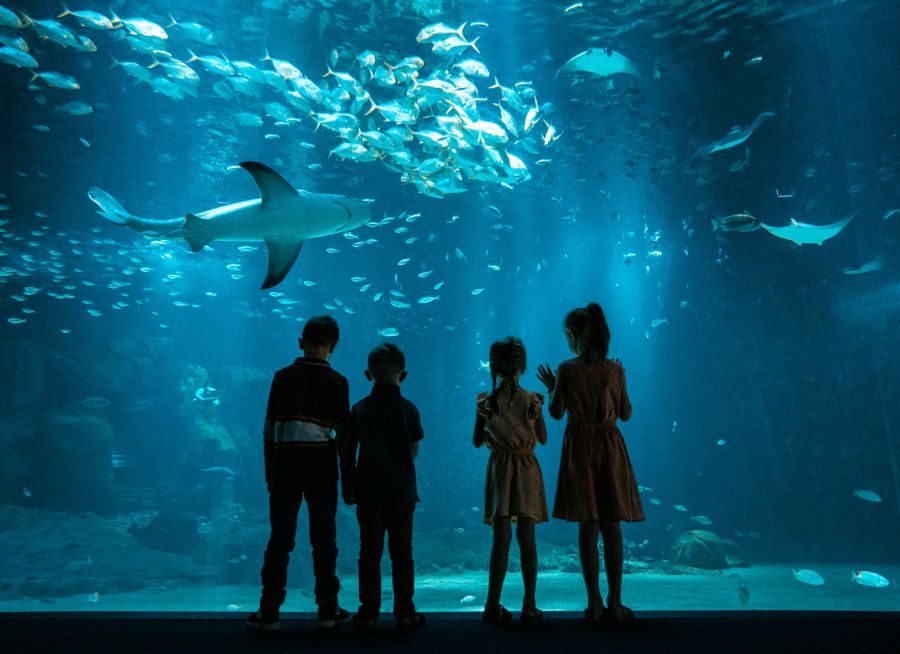 Image de présentation de Nausicaá, centre national de la mer et aquarium à Boulogne-sur-Mer dans le Pas-de-Calais