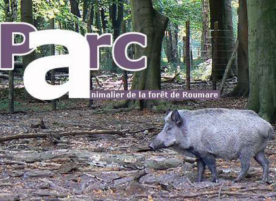 Affiche sanglier du Parc Animalier de la Forêt de Roumare à Val-de-la-Haye en Seine-Maritime