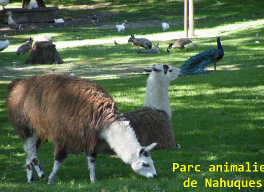 Photo de lamas au Parc Animalier de Nahuque à Mont-de-Marsan dans les Landes