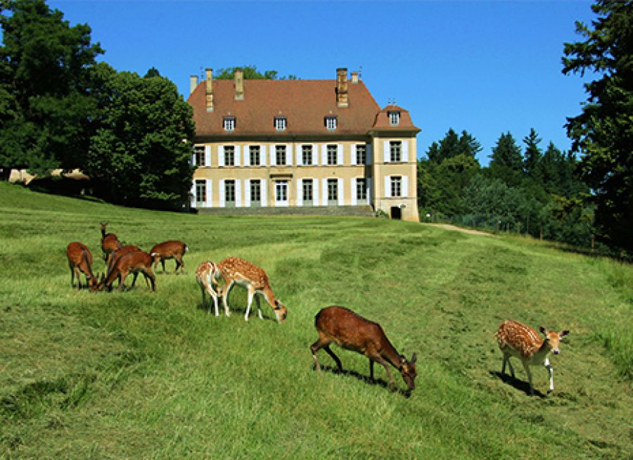 Photo de daims devant le Château de Modières, parc animalier à Bonnefamille en Isère