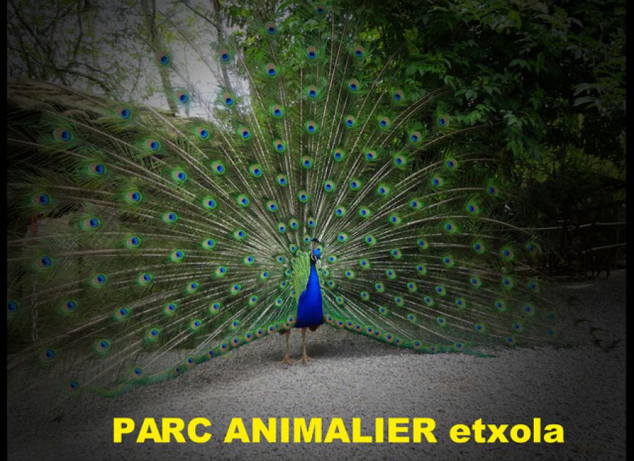 Photo d'un paon au Parc Animalier Extola de Sare dans les Pyrénées-Atlantiques