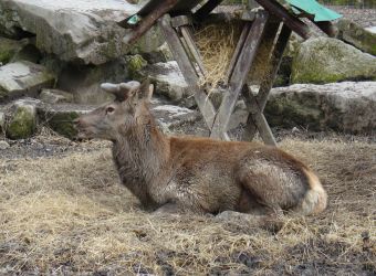 Photo PARC ANIMALIER DE LA BANNIE