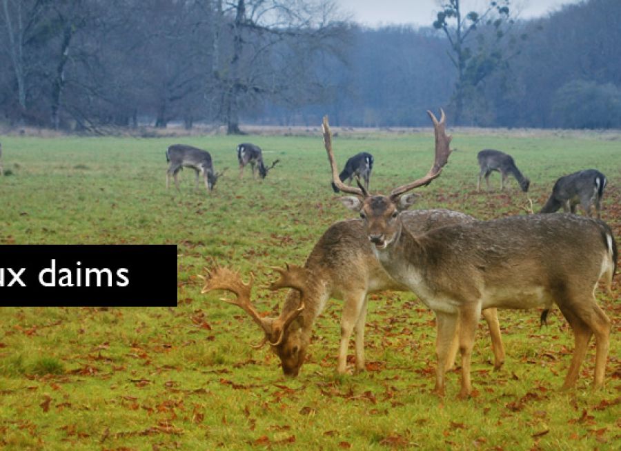 Photo de daims dans le Parc aux Daims à Châteauvillain en Haute-Marne