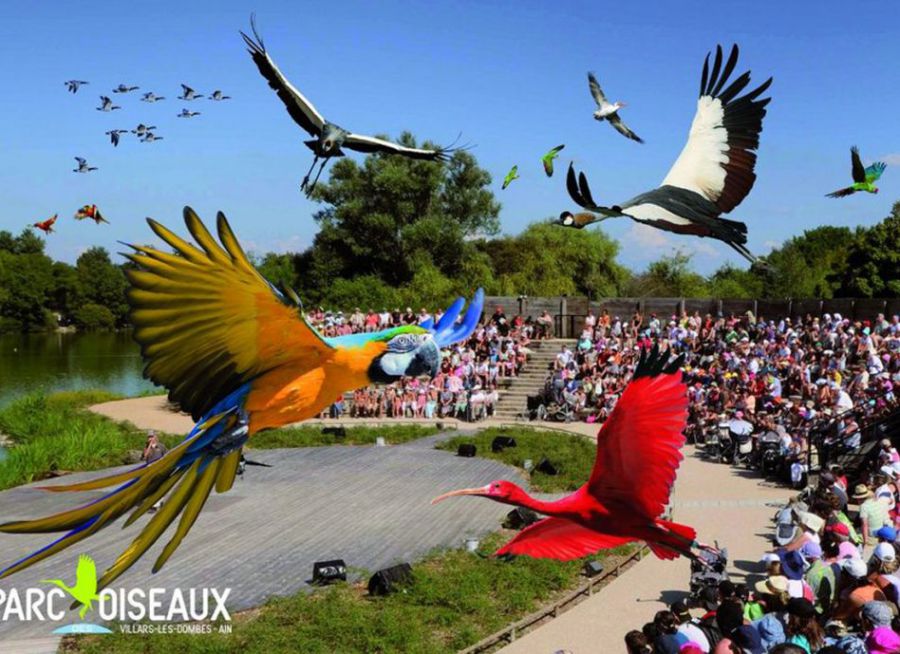 Photo du spectacle d'oiseaux en vol du Parc des Oiseaux à Villars-les-Dombes dans l'Ain