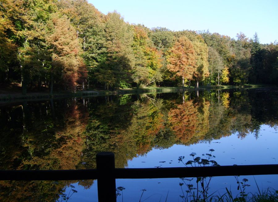 Photo d'un étang dans la Forêt de Bellême dans l'Orne, Tourisme pays bellemois, Wikimedia Commons, CC BY-SA 4-0
