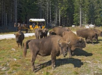 Photo RESERVE DES BISONS D'EUROPE EN LOZERE