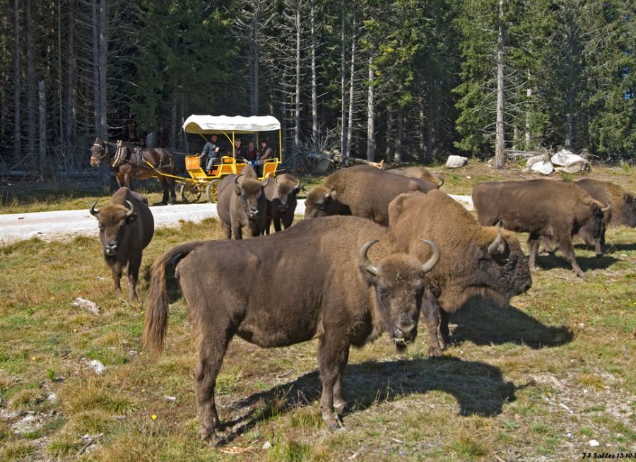 Photos de bisons d'Europe à la Réserve de Bisons d'Europe de Sainte-Eulalie en Lozère