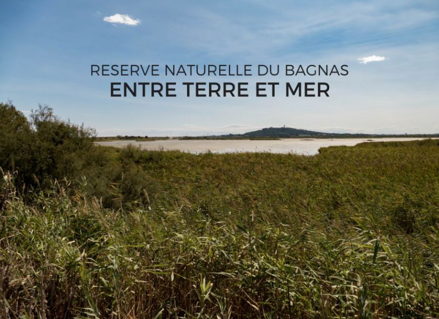 Photo d'un marais dans la Réserve Naturelle du Bagnas à Agde dans l'Hérault