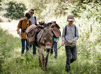 Photo LES ANES DE MADAME