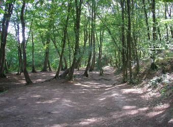 Photo FORET DE BROCELIANDE