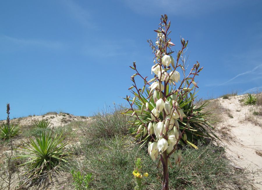 Photo de flore à la Pointe de Grave en Gironde, Cobber17 - Wikimedia Commons - CC BY-SA 3-0