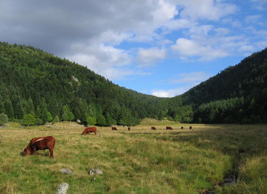 Photo de vaches dans la Vallée du Fossat dans le Puy-de-Dôme, Didiervberghe - Wikimedia Commons - CC BY 3-0