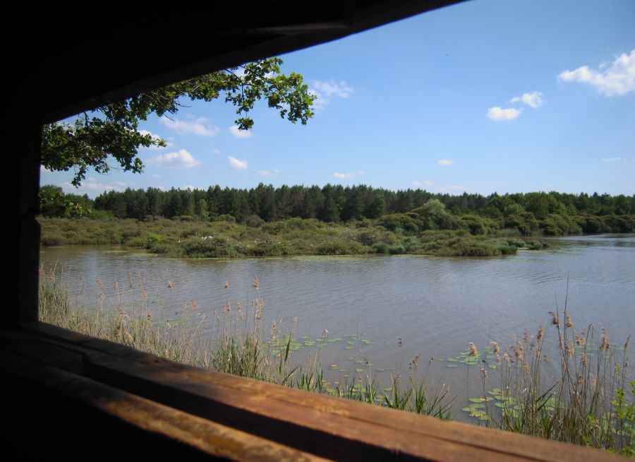 Photo depuis l'observatoire de l'étang de Bellebouche dans la Brenne, Jacques Le Letty - Wikimedia Commons - CC BY-SA 3-0