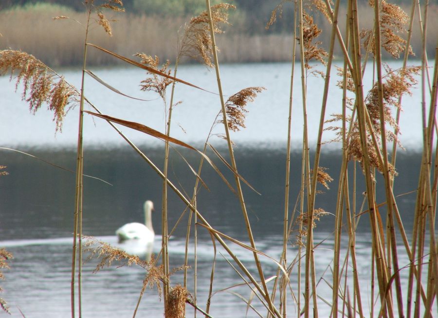 Photo d'un cygne à Monthieux, étang de la Dombes dans l'Ain, Glombouet - Wikimedia Commons - CC BY-SA 3-0