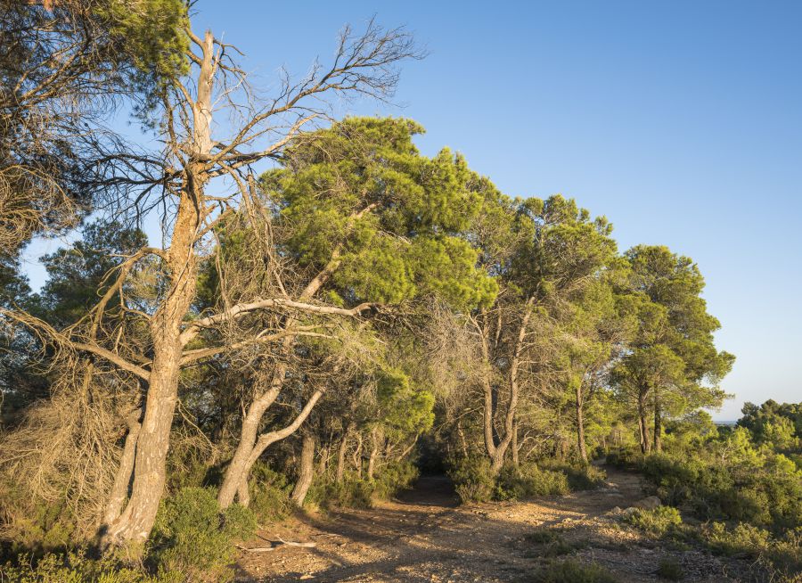 Photo d'un sentier bordé de pins d'Alep à Pinet sur la Via Domitia, Christian Ferrer - Wikimedia Commons - CC BY-SA 4-0