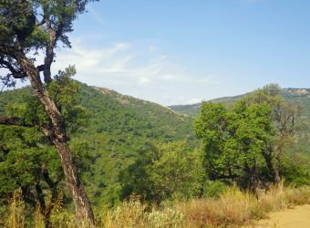 Photo LE MASSIF DES MAURES