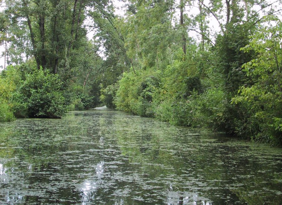 Photo du Marais Poitevin dans le Parc Naturel Régional, Nancy - Wikimedia Commons - CC BY-SA 4-0