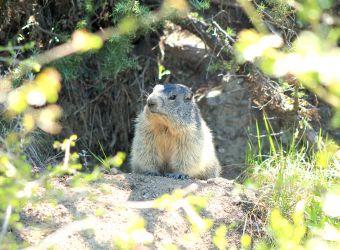 Photo SENTIER DES MARMOTTES - MONT-DAUPHIN