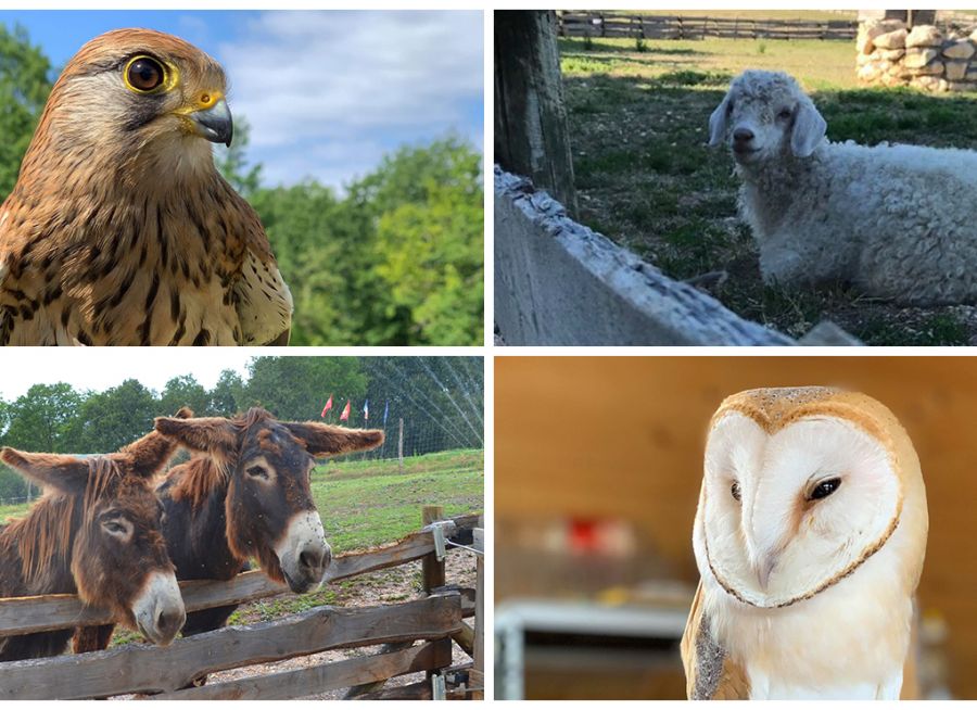 Rapaces et animaux de la ferme