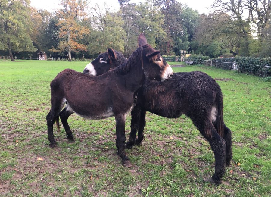 Deux baudets du Poitou dans le parc du Château de Villesavin (41)