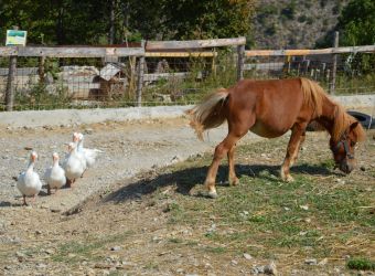 Photo LA FERME SAVEUR CAPRINE