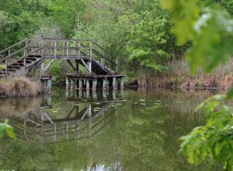 Photo TOURBIERES DE VENDOIRE