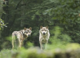 Photo DOMAINE DES GROTTES DE HAN