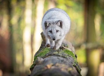 Photo DOMAINE DES GROTTES DE HAN