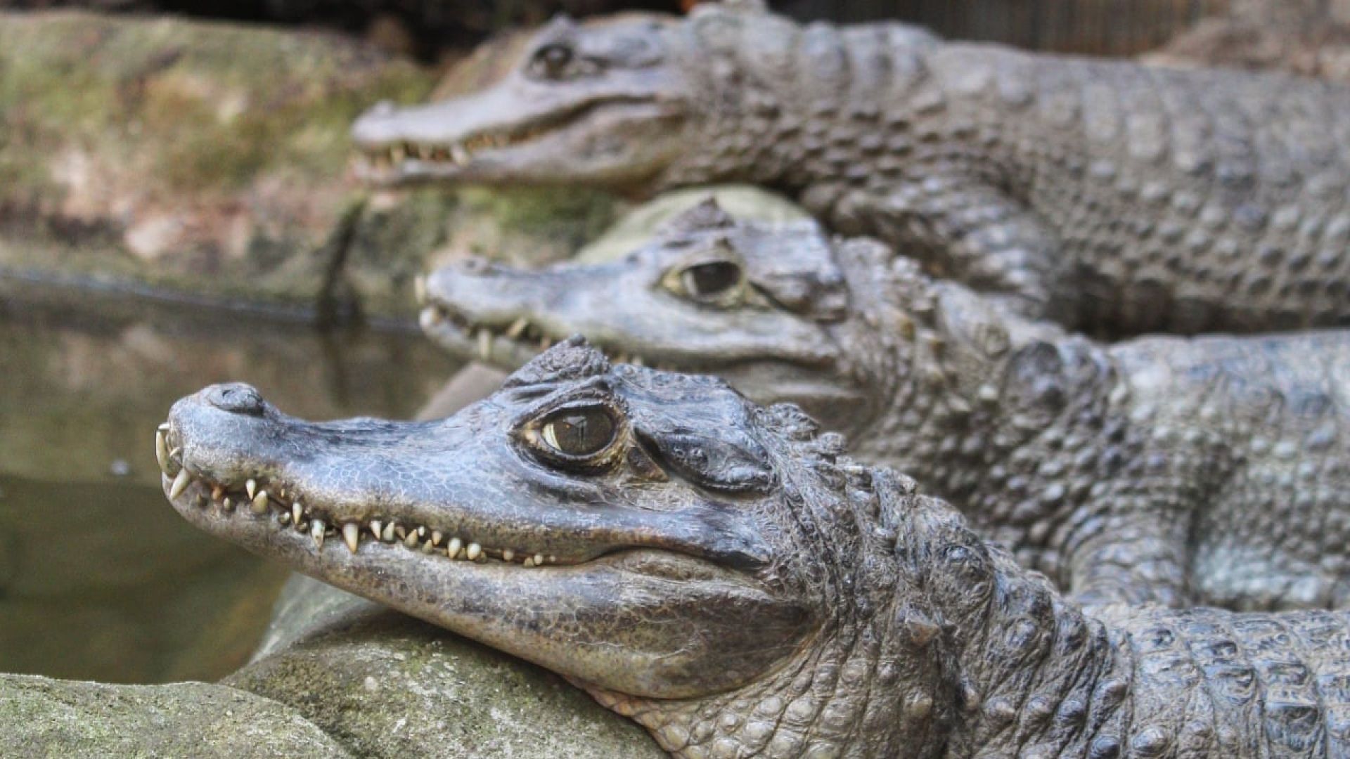 Peluche crocodile - Boutique du Parc Zoologique de Paris