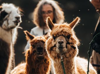 Photo LAMA EMOI