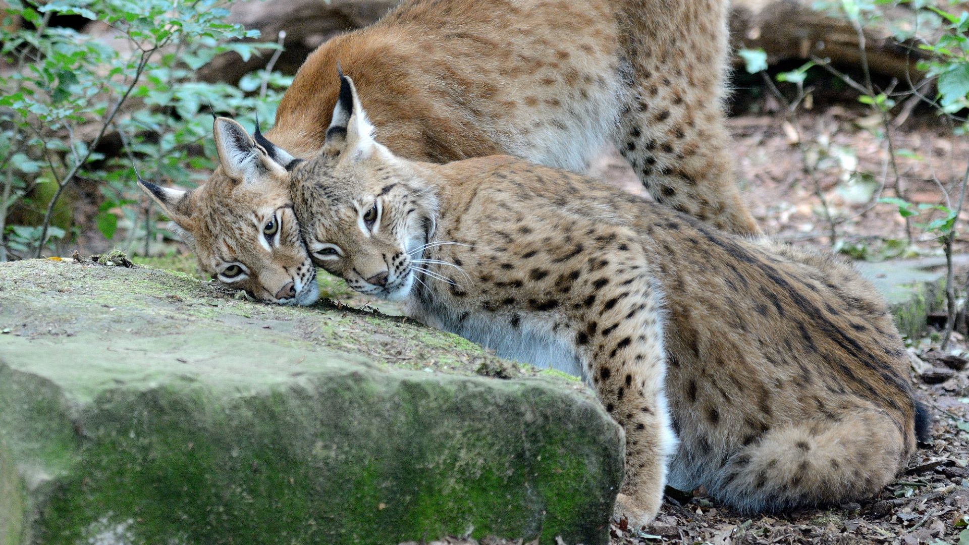 Le lynx est-il présent dans les Pyrénées ?