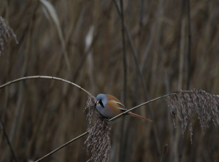  - Image 1