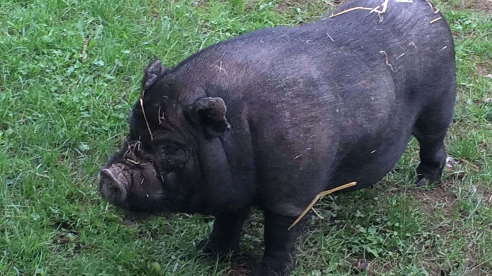 Cochon domestique : taille, description, biotope, habitat