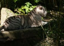  - Image 1