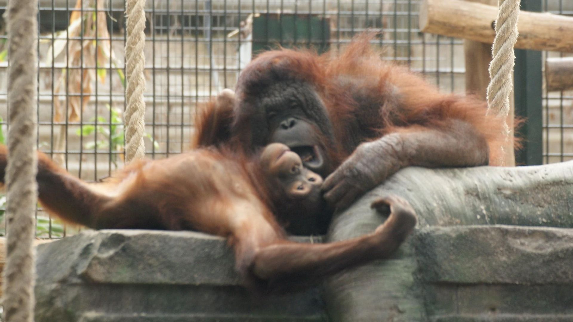 Apprends le nom des mamans et des bébés animaux - Anigaïdo