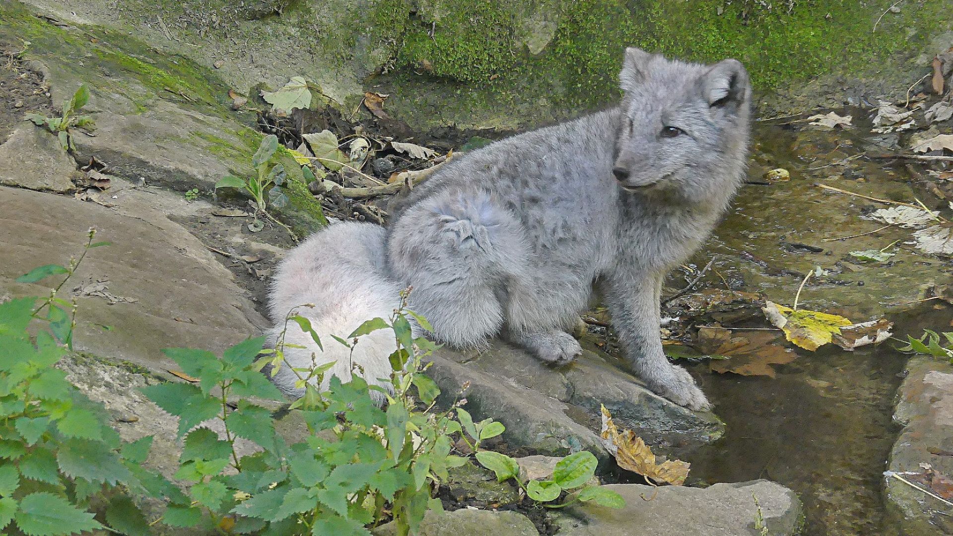 Le renard polaire ou renard bleu à la fourrure blanche en hiver