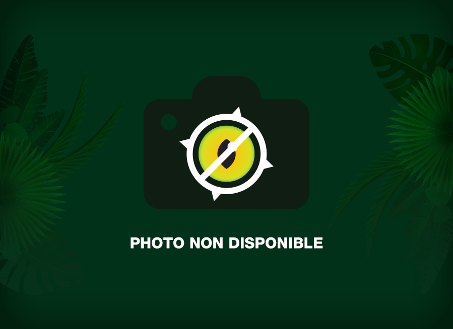 Photo non disponible